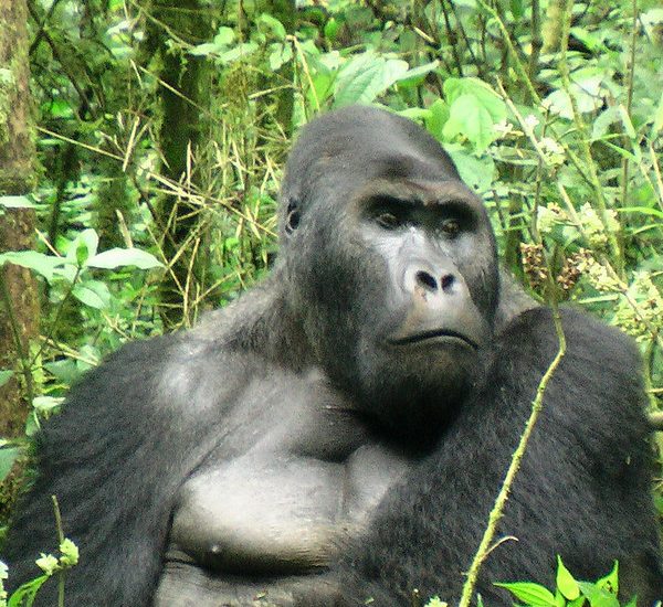 Why is Gorilla trekking so expensive?