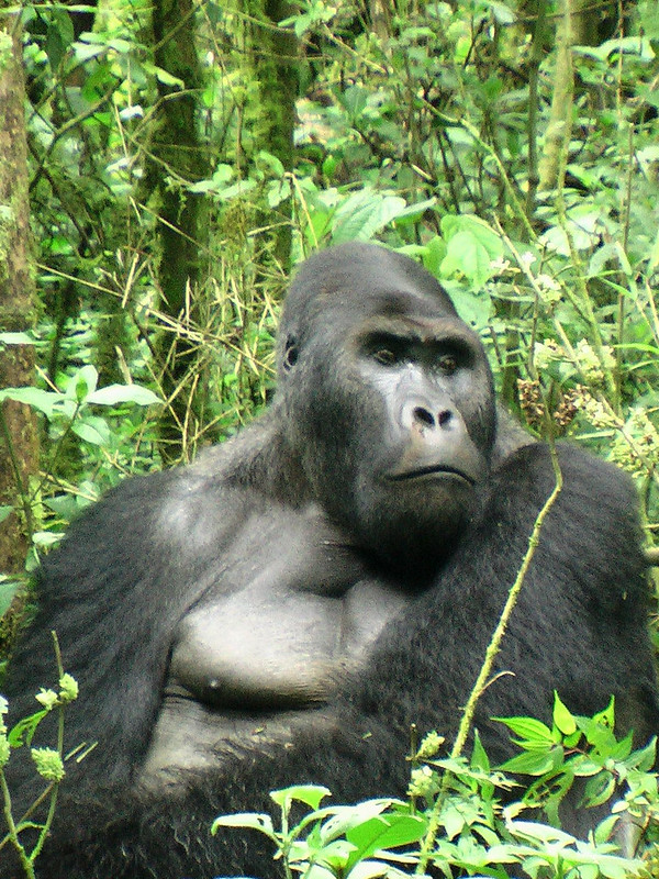 Why is Gorilla trekking so expensive?