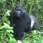 Best Gorilla Trekking companies for Uganda Rwanda and Congo.