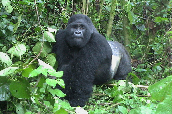 Best Gorilla Trekking companies for Uganda Rwanda and Congo.