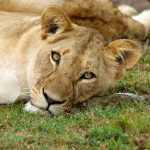 Best places to find lions in Uganda.