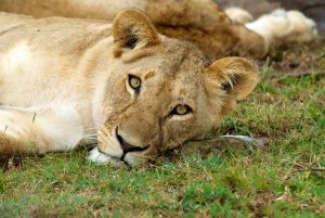 Read more about the article Best places to find lions in Uganda.