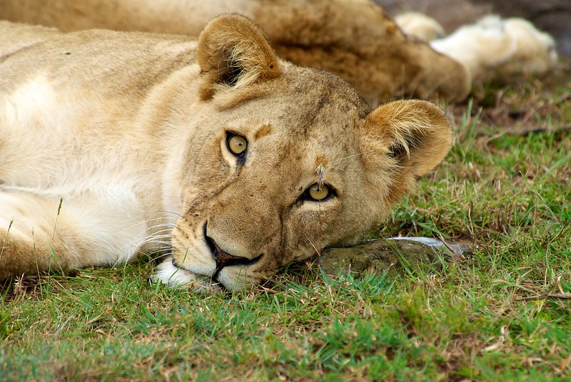 Best places to see Lions in Uganda