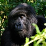 Senkwekwe Gorilla orphanage Virunga Congo.