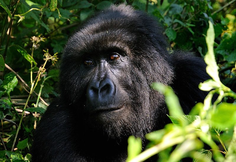 Senkwekwe Gorilla orphanage Virunga Congo.