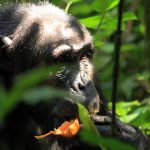 Trek chimpanzees in Kibale forest National park