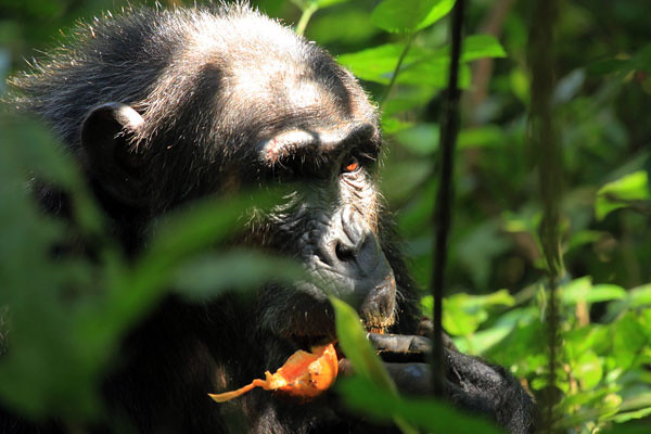 trek chimpanzees in Kibale forest national park