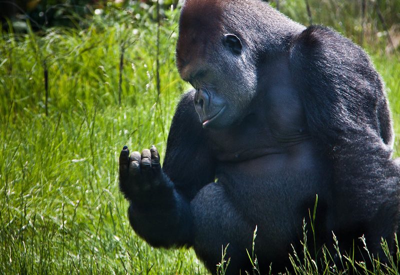 how many gorilla permits are available in Rwanda