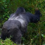 What to expect on a safari in Rwanda?