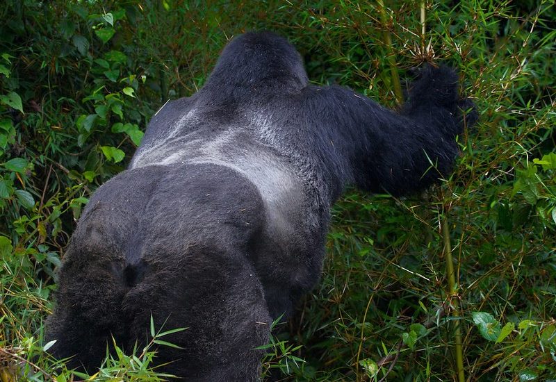 what to expect on a safari in rwanda