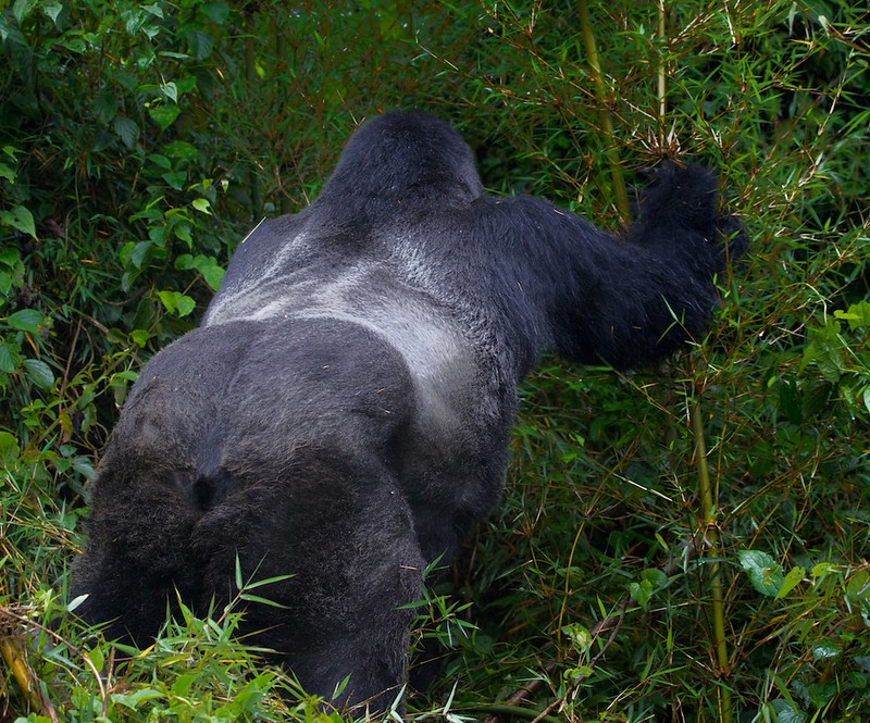 Read more about the article What to expect on a safari in Rwanda?