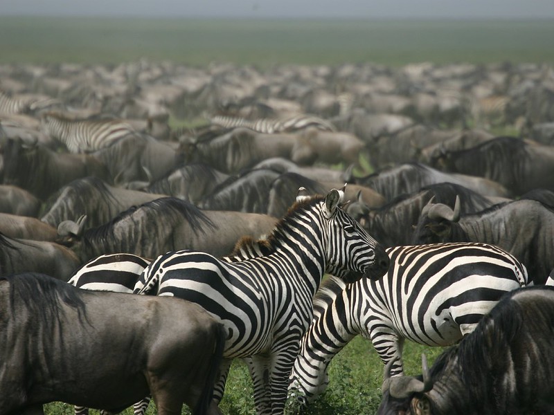 6 days Tanzania complete northern circuit safari.