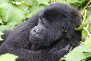 Read more about the article Booking Bwindi Gorilla Trekking safaris from Entebbe Kampala.