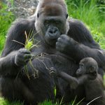 Gorilla trekking in Congo.