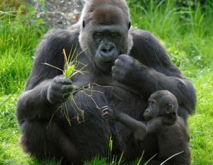 Read more about the article Gorilla trekking in Congo.