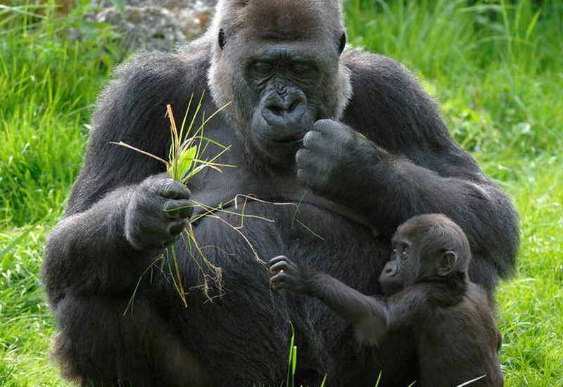 Gorilla trekking in Congo.