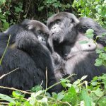 Gorilla safaris uganda tours.