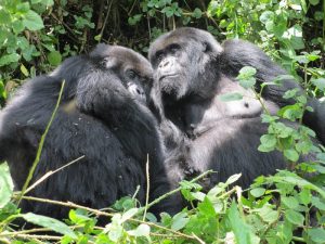 Read more about the article Gorilla safaris uganda tours.