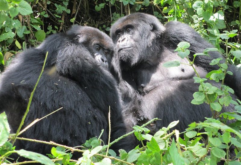 gorilla safaris Uganda tours