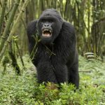 Gorilla safari holidays with permits.