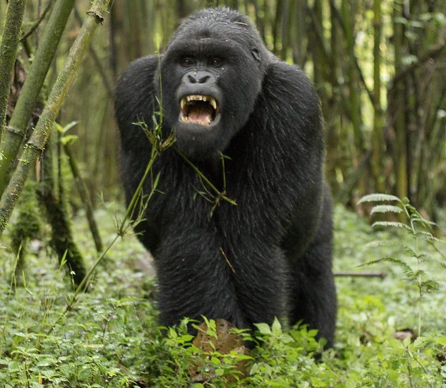 gorilla safari holidays with permits