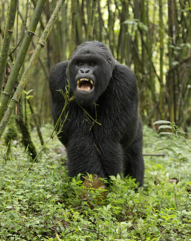 Read more about the article Gorilla safari holidays with permits.