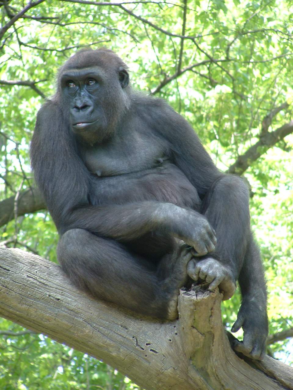 Read more about the article How to meet a gorilla in Africa