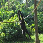 Uganda Wildlife Education Center Entebbe.