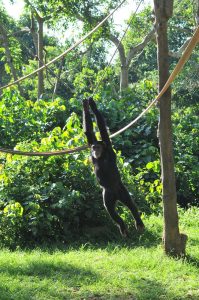 Read more about the article Uganda Wildlife Education Center Entebbe.