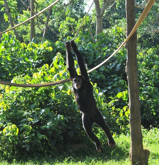 uganda wildlife education Centre Entebbe