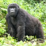 Gorilla trekking safaris in Rwanda.