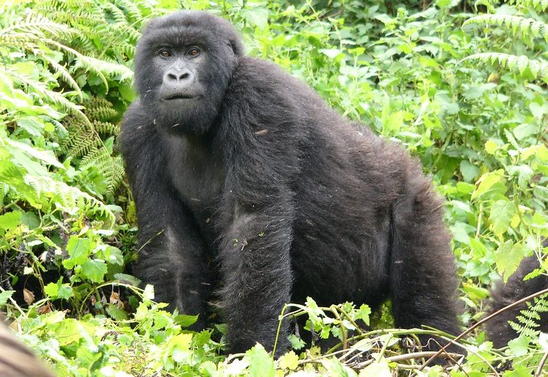 Gorilla trekking safaris in Rwanda.