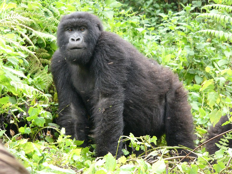 Read more about the article Gorilla trekking safaris in Rwanda.