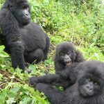 Habituated mountain gorilla families in Bwindi.