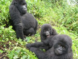 Read more about the article Habituated mountain gorilla families in Bwindi.