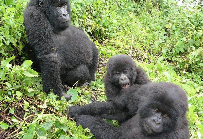 habituated mountain gorilla families in Bwindi