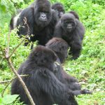 Uganda gorilla trekking from Kigali