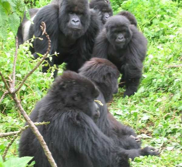 Uganda gorilla trekking from Kigali