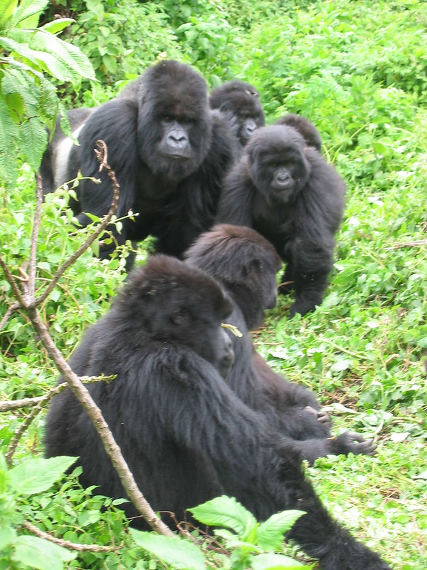 Read more about the article Uganda gorilla trekking from Kigali