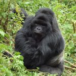 4 Days Mountain Gorilla Trekking Rwanda & Bisoke Hiking Tour