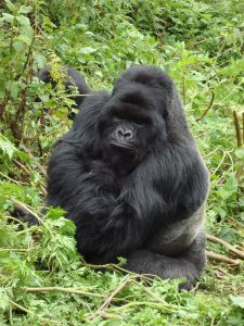 Read more about the article 4 Days Mountain Gorilla Trekking Rwanda & Bisoke Hiking Tour