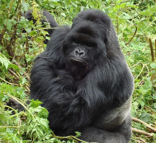 4 Days Mountain Gorilla Trekking Rwanda & Bisoke Hiking Tour