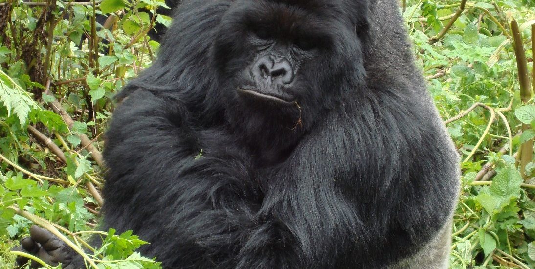 3-Day Rwanda Uganda Gorilla Trekking Adventure