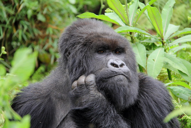 can I trek Nyakagezi gorilla family in Mgahinga Alone. Embark on a solo expedition with Abunda Discoveries as we unravel the captivating tale of Nyakagezi Gorilla Family in Mgahinga Gorilla National Park. Join us on this immersive journey, where the ancient mountains of the Virunga Range cradle an encounter with one of the rarest and most beloved species on Earth – the mountain gorillas. A Lone Explorer's Dream: For the intrepid traveler seeking a unique and personal experience, trekking Nyakagezi Gorilla Family alone is a dream come true. Mgahinga's lush forests provide an intimate setting, allowing you to forge a profound connection with these gentle giants. Personal Odyssey: Undertake a solo odyssey, where the echo of your footsteps blends with the whispers of the forest, creating a symphony of solitude and natural wonder. The Enchanting Landscape of Mgahinga: Nestled in the southwestern corner of Uganda, Mgahinga Gorilla National Park is a haven for biodiversity. The park's diverse ecosystems, ranging from bamboo forests to alpine meadows, set the stage for an awe-inspiring trek amidst breathtaking scenery. Nature's Canvas: Immerse yourself in the captivating beauty of Mgahinga, where every step unveils a new vista, and the air is filled with the pure essence of the untamed wilderness. Nyakagezi Gorilla Family: Nyakagezi is a rare and stable gorilla family residing in Mgahinga. With experienced trackers guiding your way, you have the opportunity to witness their daily rituals, familial bonds, and perhaps even catch a glimpse of the playful antics of the young gorillas. Family Chronicles: Delve into the intimate lives of Nyakagezi Gorilla Family, where every interaction and gesture unveils the intricate tapestry of gorilla social structure. A Solo Trekking Experience: Trekking Nyakagezi Gorilla Family alone is an extraordinary adventure reserved for those seeking a deeper connection with nature. Abunda Discoveries ensures that your solo trek is a safe and personalized experience, tailored to your preferences and pace. Solo Serenity: Revel in the tranquility of a solo trek, allowing you to absorb the sights and sounds of the forest at your own rhythm, creating memories that resonate with your unique journey. Conservation and Responsible Tourism: Abunda Discoveries is committed to promoting responsible tourism and gorilla conservation. By choosing a solo trek, you contribute directly to the protection of these magnificent creatures and their fragile habitats, ensuring a sustainable future for generations to come. Conservation Legacy: Leave a positive footprint by participating in responsible tourism practices, supporting the preservation of Mgahinga's pristine landscapes and the incredible Nyakagezi Gorilla Family. Conclusion: A Solo Sojourn with Nyakagezi Gorilla Family: Trekking Nyakagezi Gorilla Family alone is a transformative experience, an intimate connection with the wild, and a profound encounter with one of Uganda's most treasured inhabitants. Join Abunda Discoveries Uganda on this unparalleled adventure, where the magic of the mountains and the gentle gaze of the gorillas create memories that linger long after your footsteps have faded into the forest.