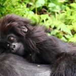 Is gorilla trekking guaranteed in Uganda?