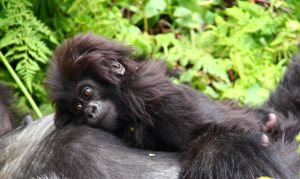 Read more about the article Is gorilla trekking guaranteed in Uganda?