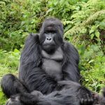 Choosing a tour company for Gorilla Trekking in Uganda or Rwanda.