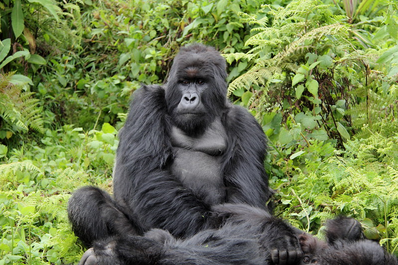 Choosing a tour company for Gorilla Trekking in Uganda or Rwanda.