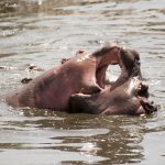 Retina hippo pool central serengeti tanzania.