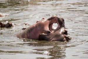 Read more about the article Retina hippo pool central serengeti tanzania.